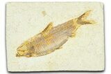 Detailed Fossil Fish (Knightia) - Wyoming #367434-1